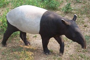 Новый корабль убийца