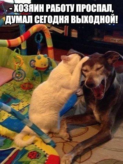 Пучок смешных картинок