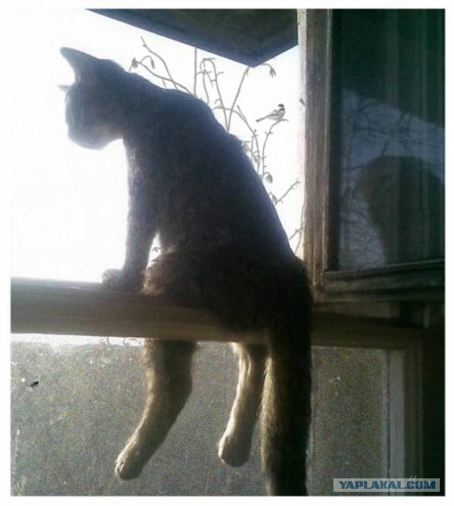 Кот с очень необычной способностью.