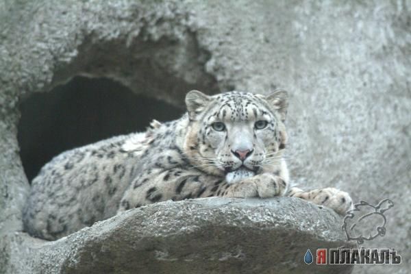 ДИКИЕ КОШКИ