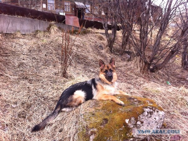 Нападение Алабая на ребёнка. Безразличие очевидцев