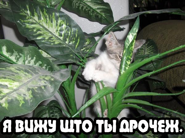 Вторничный котомёт!