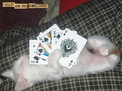 Вещи на моем кошаке!