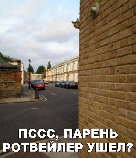 Мохнатые беспредельщики