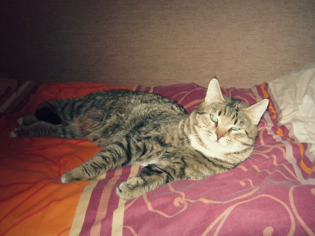 Котовторник  10.05.2016