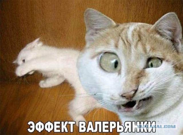 Котовторник 26.07 2016