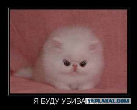 Кошка напала на семерых питбулей и их хозяйку