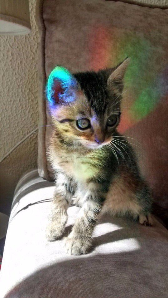 Коты из сети