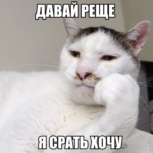 Коты и Кошки