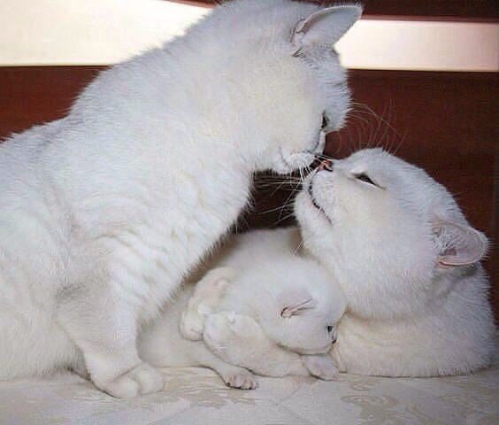 Коты и Кошки