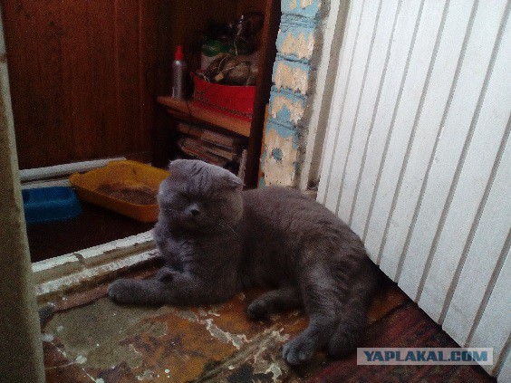 А кот-то говоряший!