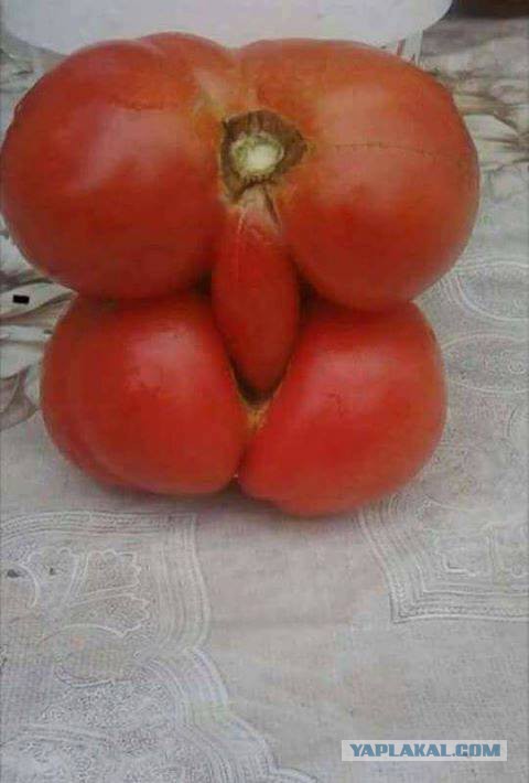 Просто помидорка