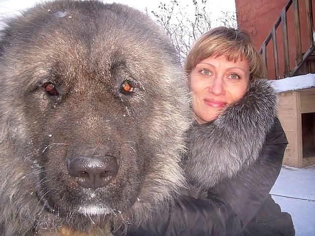 У каких собак самые болючие укусы