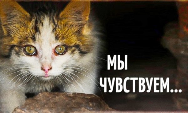 Прикольные картинки обо всём