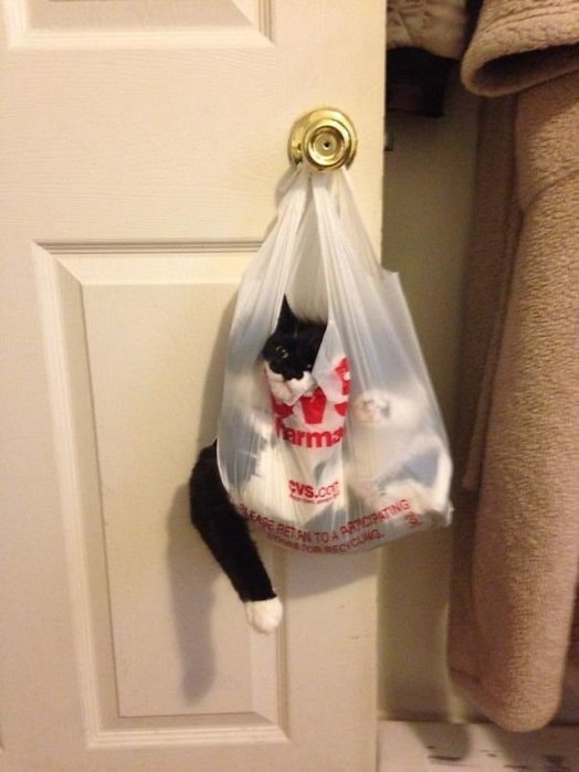 Прикольных котов пост
