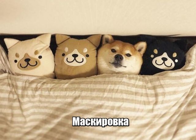 Живность из сети