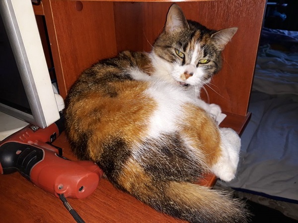 Котовторник 19.06.2018