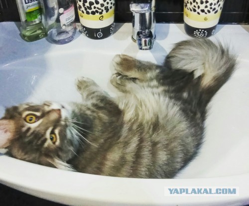 Котовторник 19.06.2018