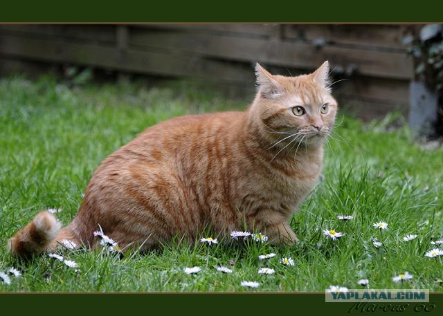 Котовторник на ЯПлакалъ (03.06), котята (31 шт)