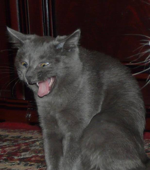 Коты говорят НЕТ понедельникам! Зевающие коты