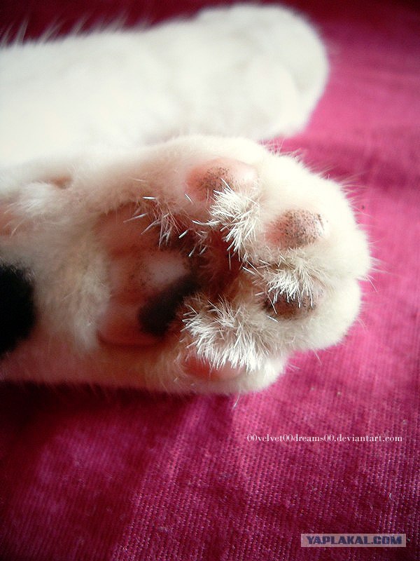 Котовторник на 31.03.2009