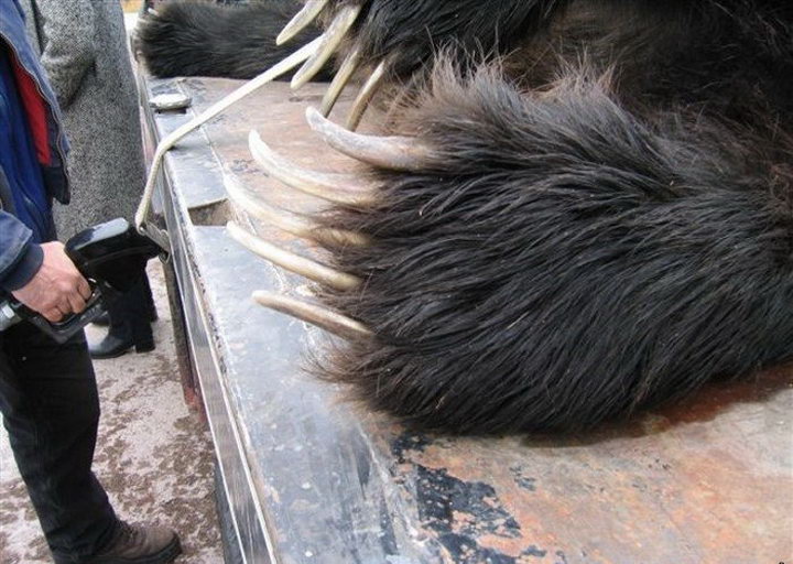 4 inch claws !!! Bird pictures, Bird, Animal attack