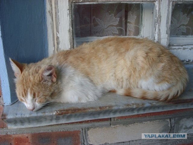 Котовторник на середину июня