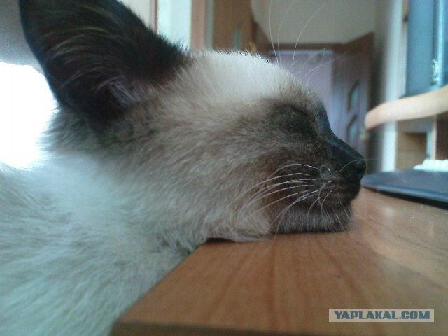 Котовторник 06.12.2011