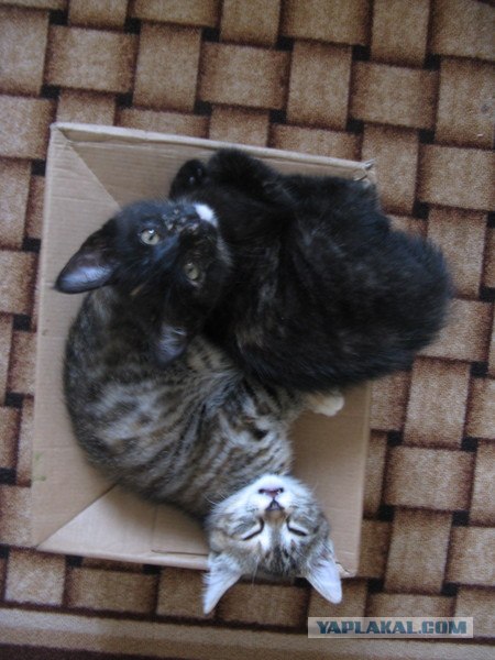 Котовторник 20.12.2011
