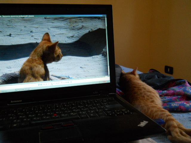 Котовторник (24. 01. 2012 )