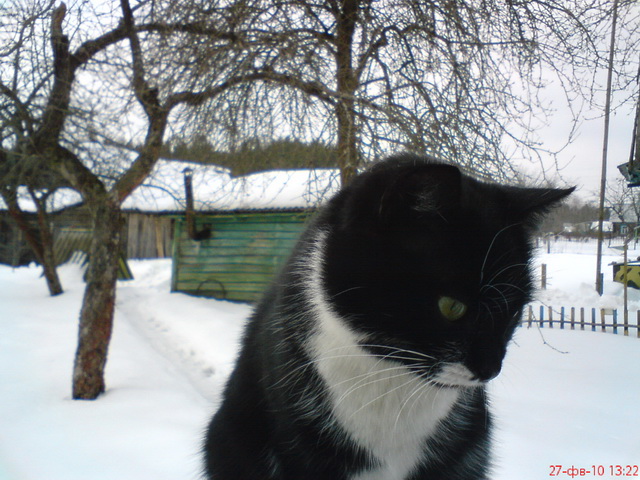 КОТОВТОРНИК (6.03.2012)