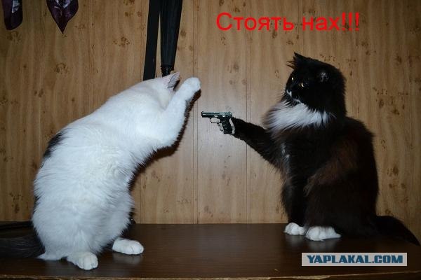 Котовторник 22.05.2012