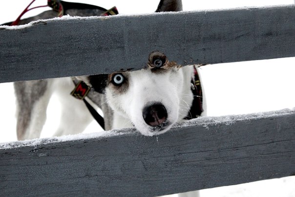 Собака - глазом-в-забор-глядяка