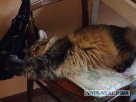 Котовторник  19.06.2012