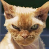 Самый брутальный кот всех времен