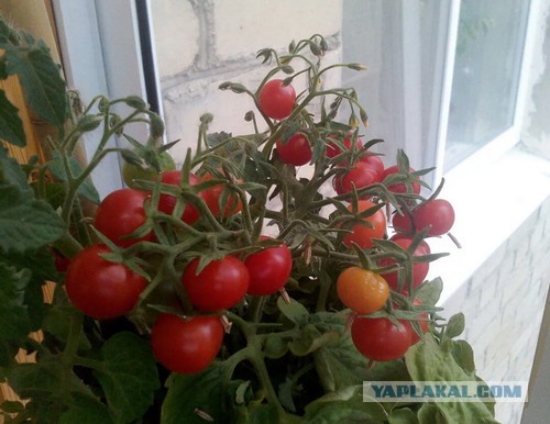 Вкус помидора