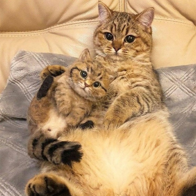 Забавные фото котеек