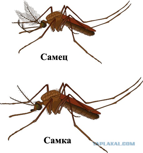 Чем самка комара отличается от самца