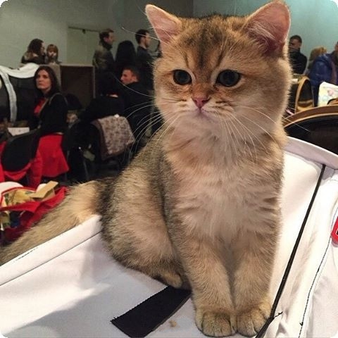 Живность 15.03.20