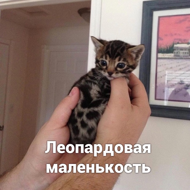Некоторые виды маленькости
