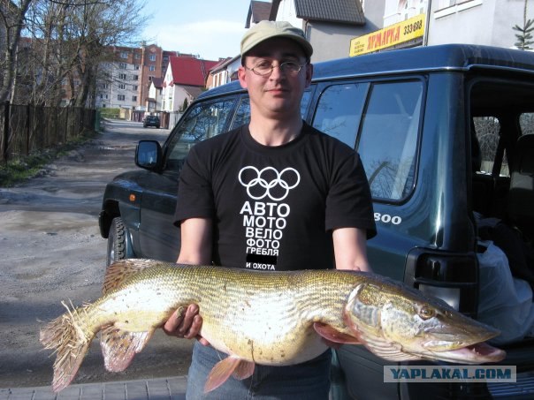 Щукарь