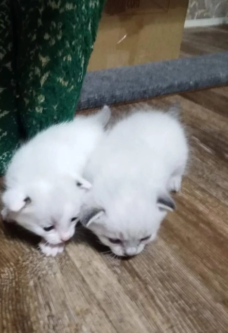 Котовторник (свои добавляем)