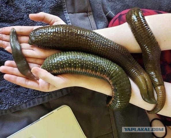 Самая большая в мире пиявка