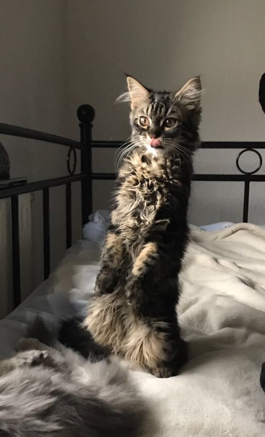 Котовторник