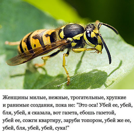 Немного мемчиков. Для взрослых 18+. Часть 8