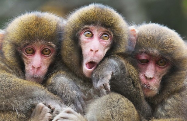 Гипотеза ускоряющегося времени