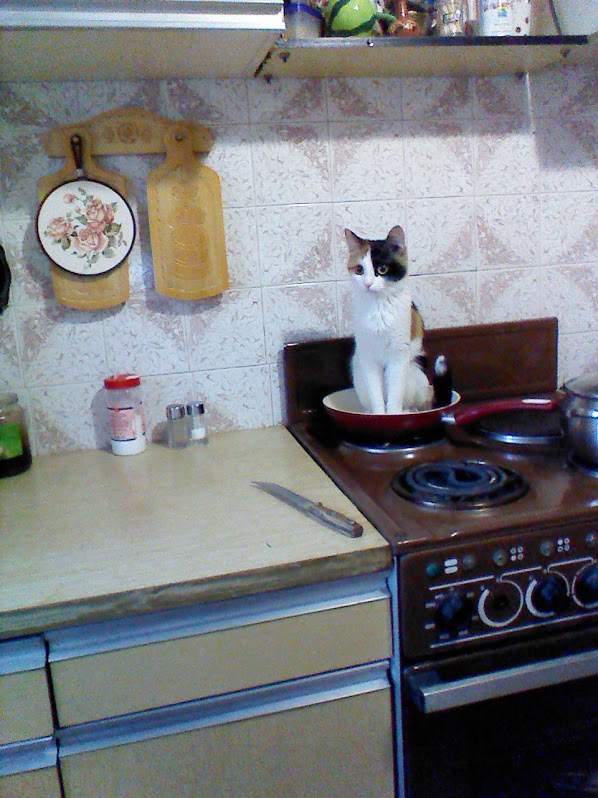 Котовторник 30.04.2013