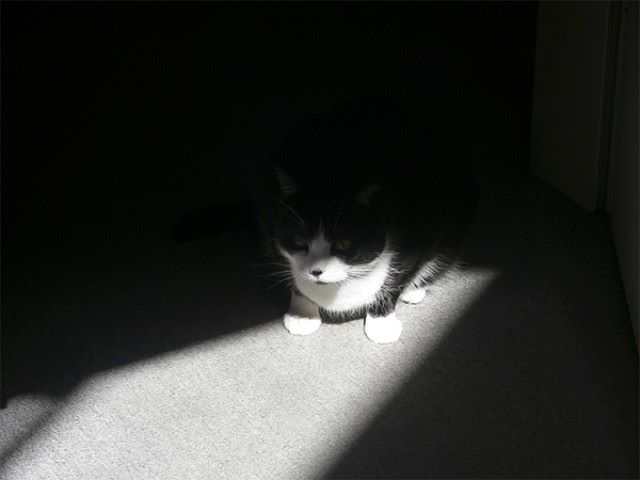 Кошкопортрет