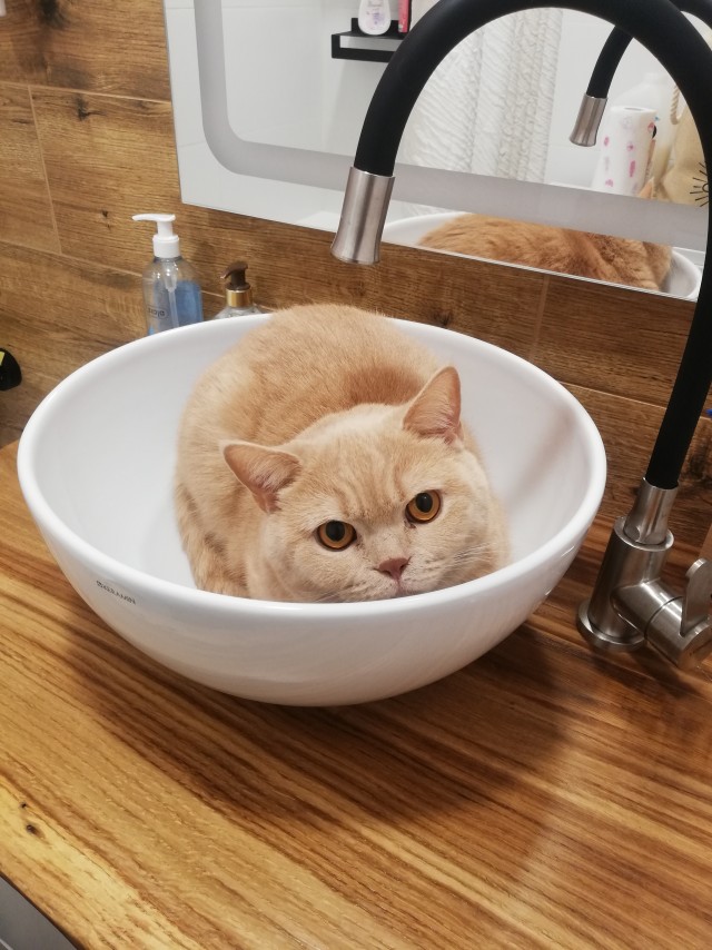 Жизнь домашнего приюта "Котоленд" 427