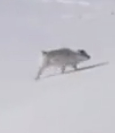 Высший хищник